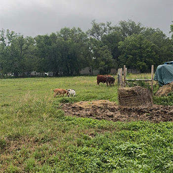 Farm